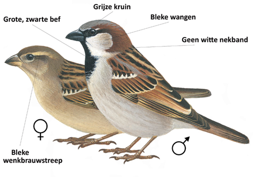 Huismus_kenmerken_geslacht_350px
